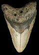 Bargain Megalodon Tooth - North Carolina #45633-1